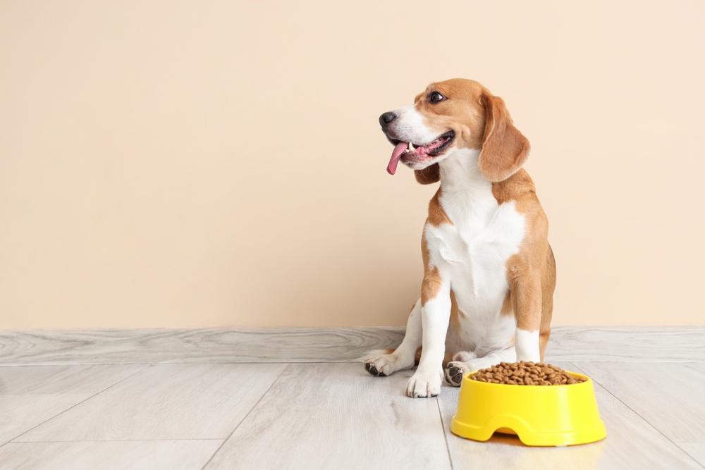 How one can Uncover Extreme-Top quality Low cost Canine Meals – Vetstreet