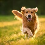 Learn to Appropriately Take care of Vigorous Canine: A Full Data – Vetstreet