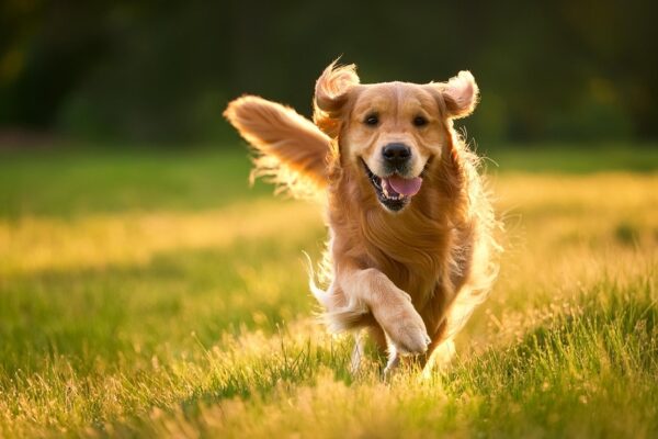 Learn to Appropriately Take care of Vigorous Canine: A Full Data – Vetstreet