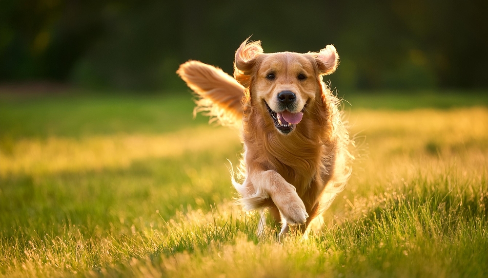 Learn to Appropriately Take care of Vigorous Canine: A Full Data – Vetstreet