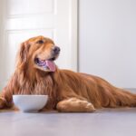 Purina ONE Canine Meals Overview – Vetstreet