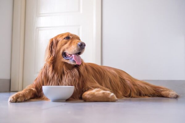 Purina ONE Canine Meals Overview – Vetstreet